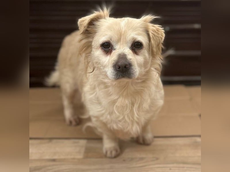 TIC, unkomplizierte Hundemaus, 2 Jahre, 30 cm, Mischling, Tierschutz