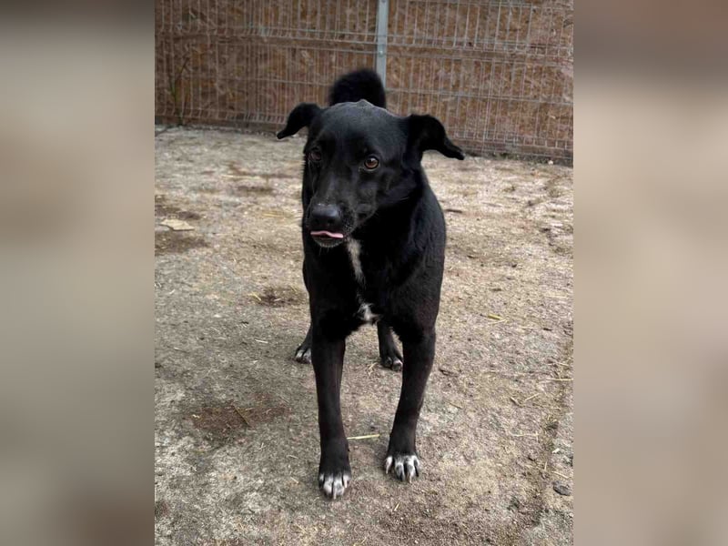 ⭐️RANA⭐️, Hündin, 4,5 Jahre, 38 cm, Mischling, Tierschutz