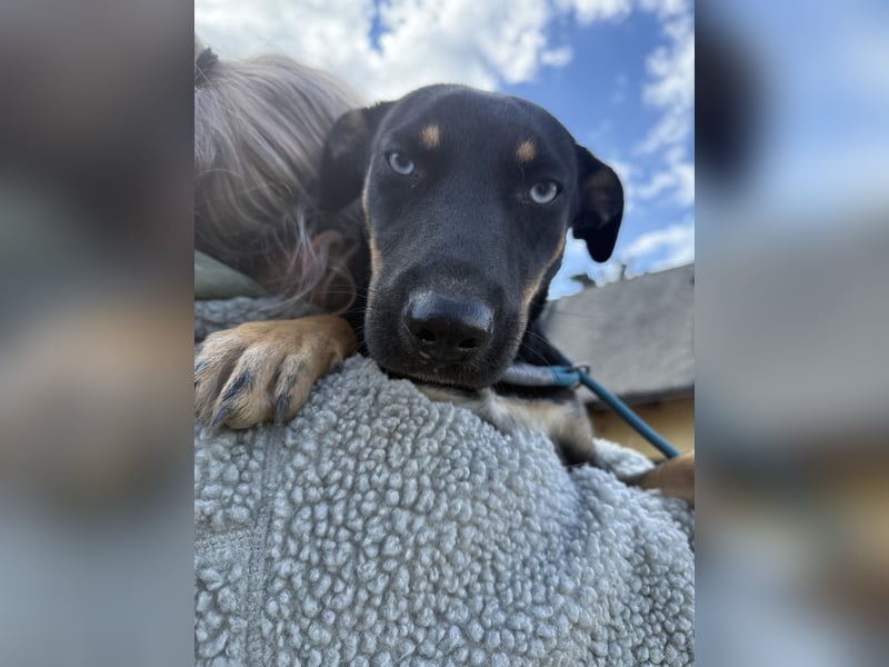 Rizling möchte zeigen, was in ihr steckt