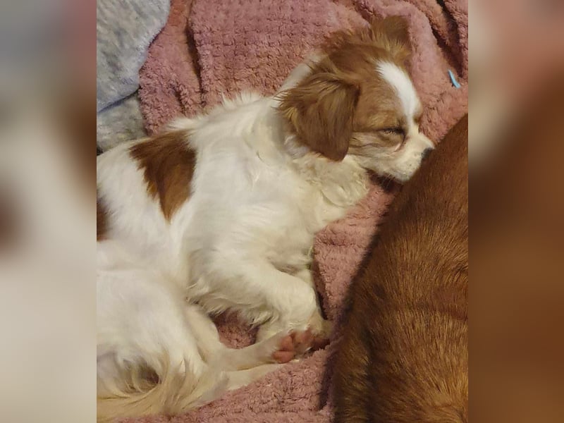 ANA - auf Pflegestelle in 52355 Düren