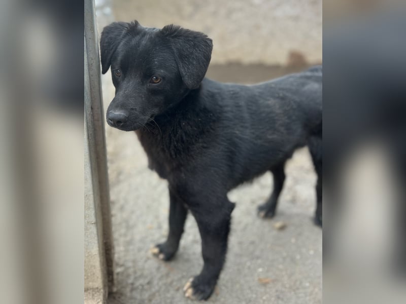 ⭐️YANO⭐️, bezaubernder Hundejunge, 1 Jahr, 37 cm, Mischling, Tierschutz Rumänien