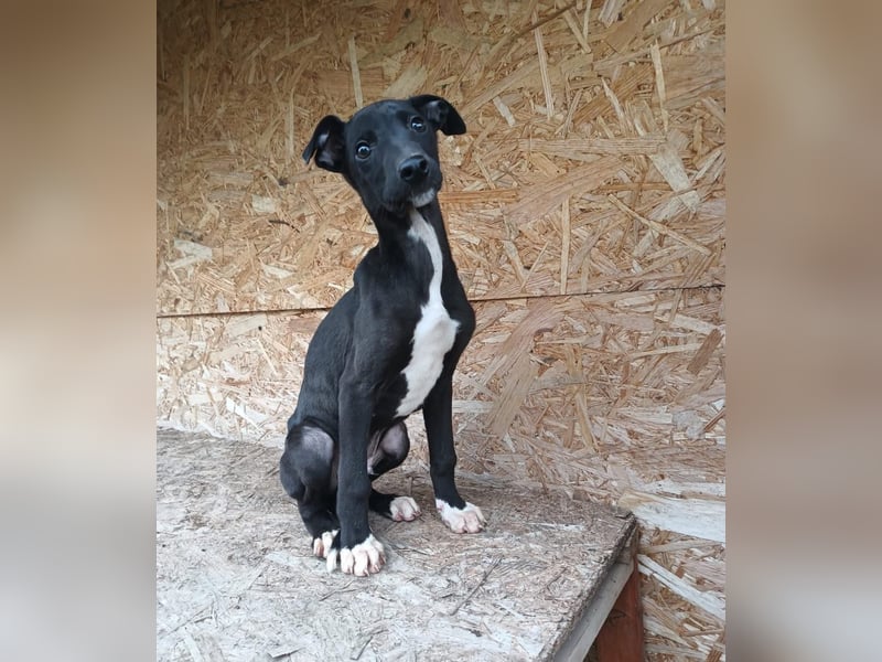 Sonic Tierschutzhund sucht ein Zuhause