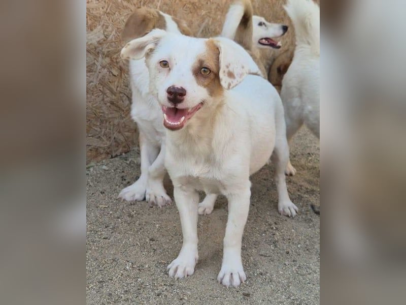 ⭐️FEE⭐️, zartes Hundemädchen, 1 Jahr, 30 cm, Mischling, Tierschutz