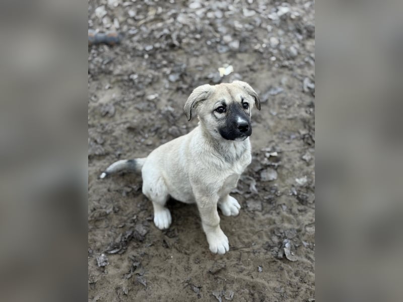 Nala sucht ihr Glück