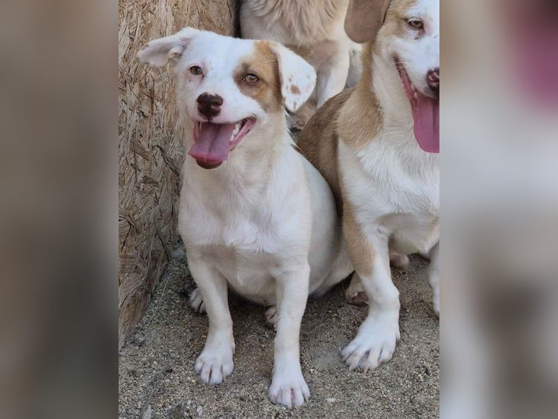 ⭐️FEE⭐️, zartes Hundemädchen, 1 Jahr, 30 cm, Mischling, Tierschutz
