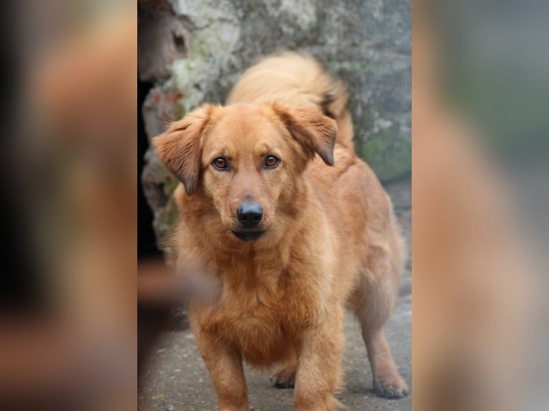 ⭐️Dixy⭐️, hübsches Schleckermaul, Hündin, 3 Jahre, 40 cm, Tierschutz Rumänien