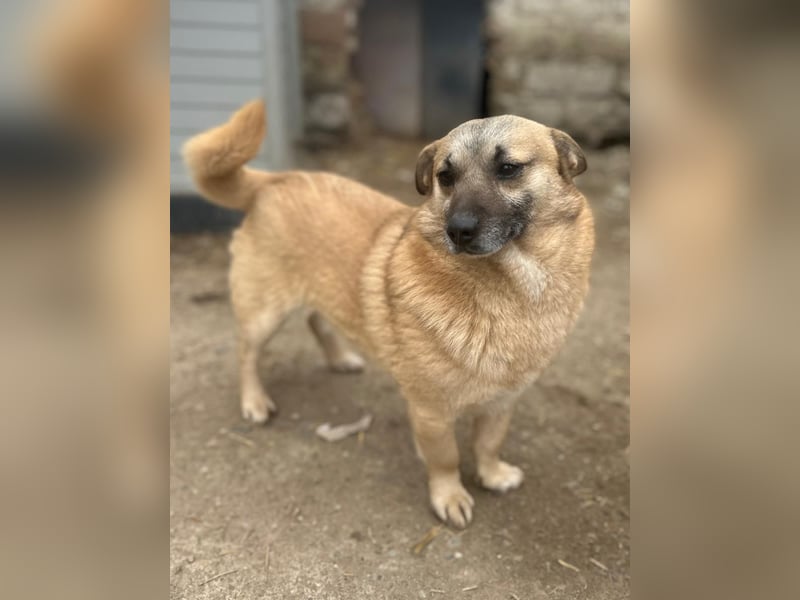 ⭐️TONI⭐️, Rüde, 3 Jahre, 29 cm, Mischling, Tierschutz