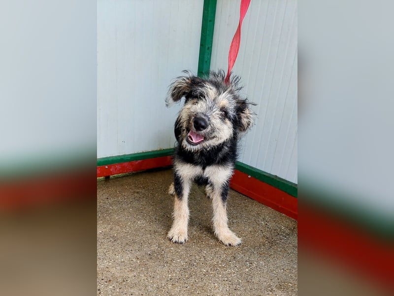 Ozzy - sucht eine herzliche Familie!