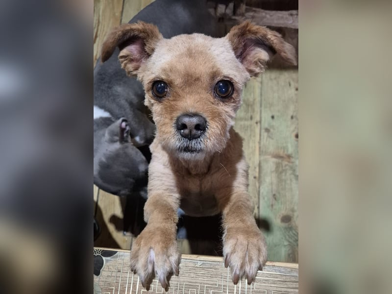 Rüde Cookie sucht seine Menschen