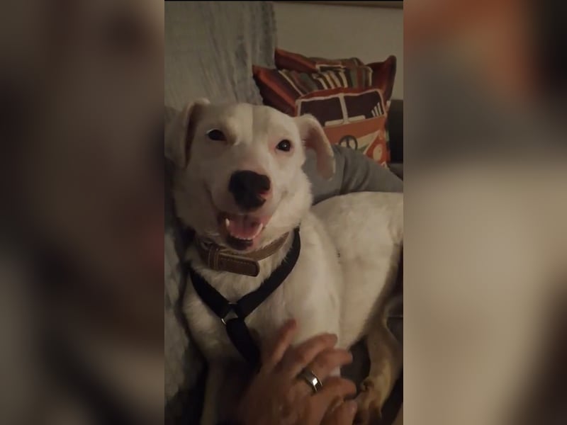 ARTEMIS, lustige Lakritz-Nase, 1 Jahr, 40 cm, Mischlingsmädchen, Tierschutz, Pflegestelle 53773