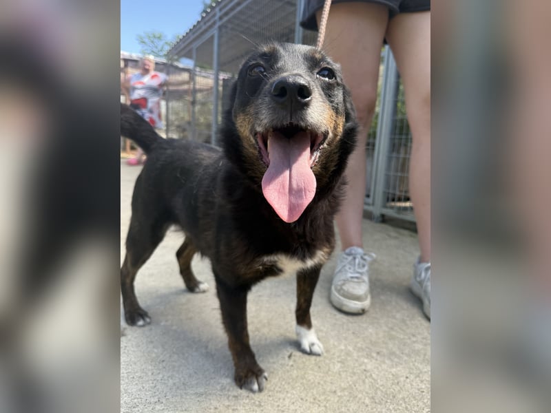 Trixie - Kämpferin sucht großes Glück