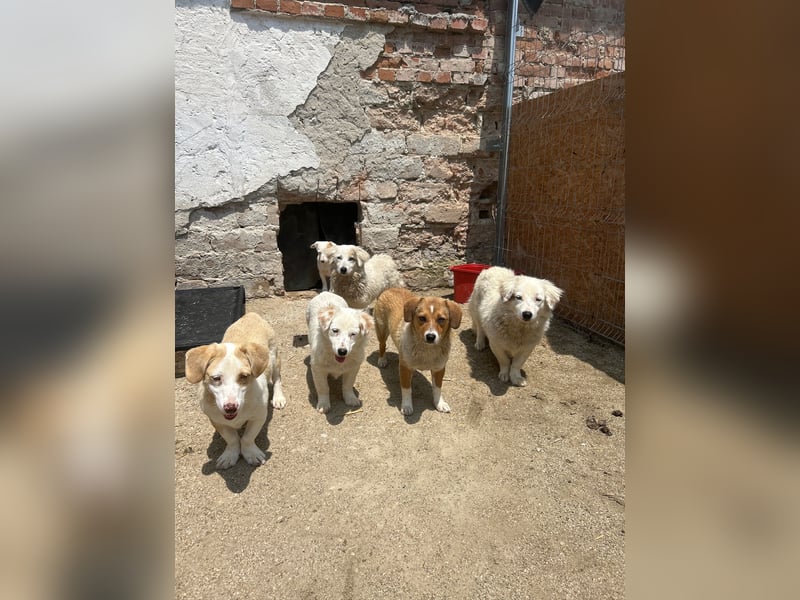 ⭐️FINJA⭐️, Hündin, 1,5 Jahre, 34 cm, Mischling, Tierschutz