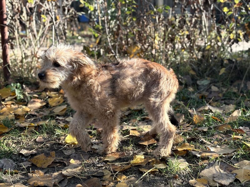 Masni - Zuckersüße Hündin sucht Zuhause