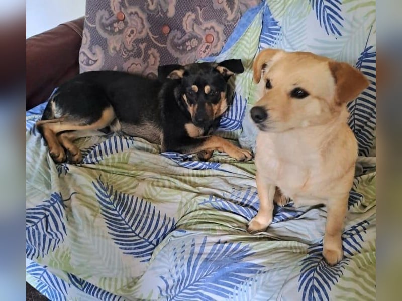 Ruhige Hündin Diana lebt bei einer Pflegefamilie in Rumänien