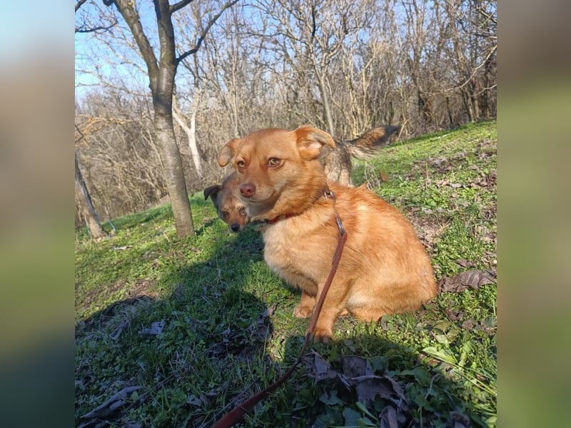 Lina Tierschutzhund sucht ein Zuhause