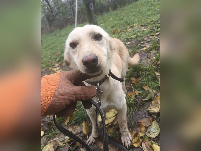 Billy Tierschutzhund sucht ein Zuhause