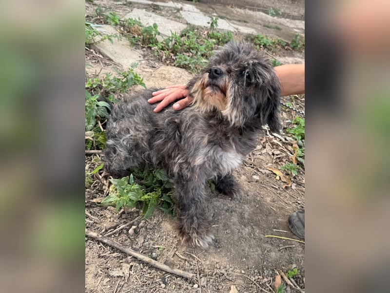 Picúr sucht ein Zuhause voller Liebe