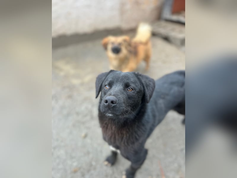 ⭐️YANO⭐️, bezaubernder Hundejunge, 1 Jahr, 37 cm, Mischling, Tierschutz Rumänien