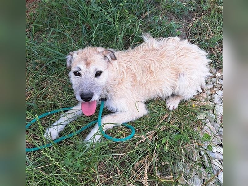 Junghündin Martha möchte gerne  Rumänien verlassen
