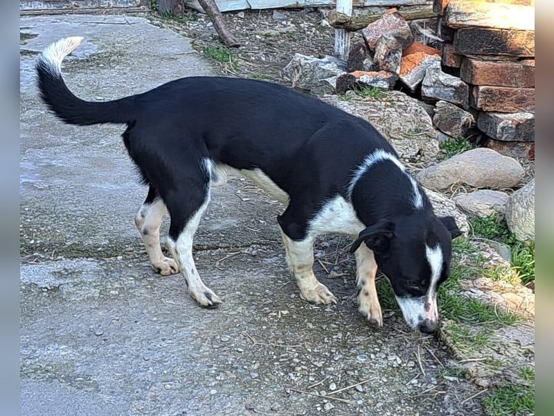 Bernie habe ich aus dem Tötungsshelter gerettet, nun wartet er sehnsüchtig auf ein Zuhause
