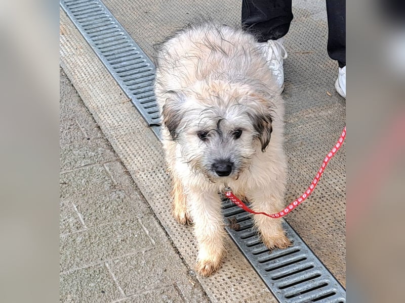 Welpe Florence möchte Rumänien schnell verlassen