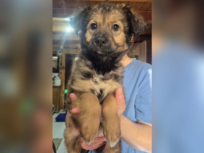 Welpenmädchen 273763 möchte gerne bei DIR einziehen!