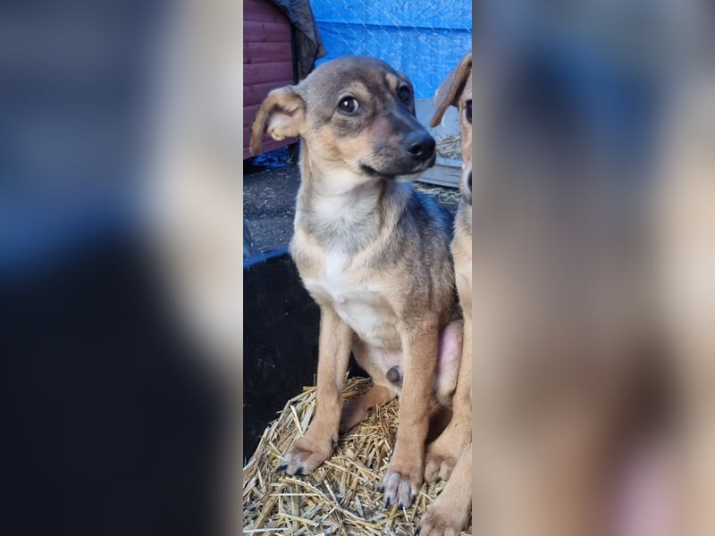 ⭐️ERICH⭐️, Kuschelkerl, Welpe, 6 Monate, im Wachstum, Mischling, Tierschutz