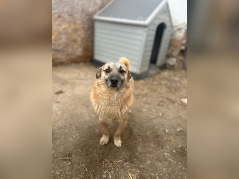 TONI, verschmustes Notfellchen, 3 Jahre, 29 cm, Mischling, Tierschutz Rumänien