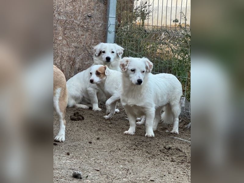 FINJA, sensible Hündin, 1,5 Jahre, 34 cm, Mischling, Tierschutz
