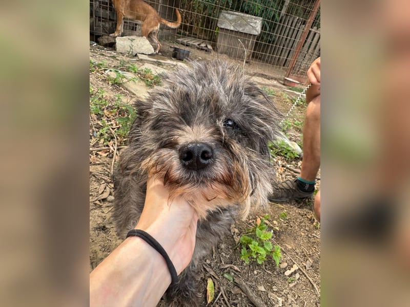Picúr sucht ein Zuhause voller Liebe