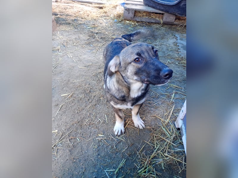 ⭐️ILLA⭐️, Zuckermaus, Hündin, 11 Monate, ca. 33 cm, Mischling, Tierschut