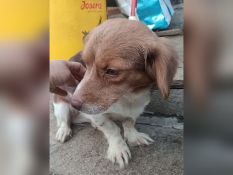 ⭐️SLINDA⭐️, Hündin, 3 Jahre, 35 cm, Mischling, Tierschutz