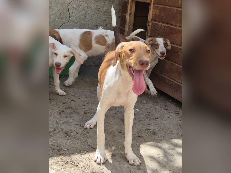 ⭐️KATRA⭐️, Hündin, 1 Jahr, 40 cm, Mischling, Tierschutz