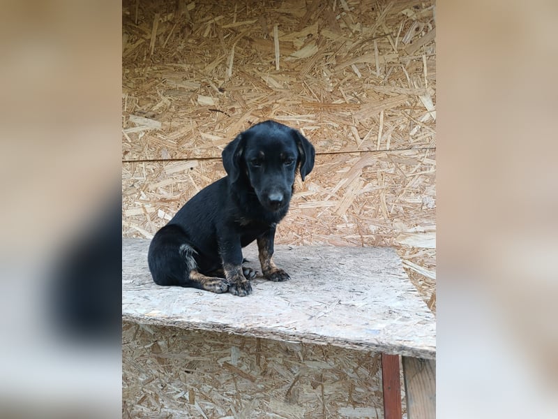 Zoe Tierschutzhund sucht ein Zuhause