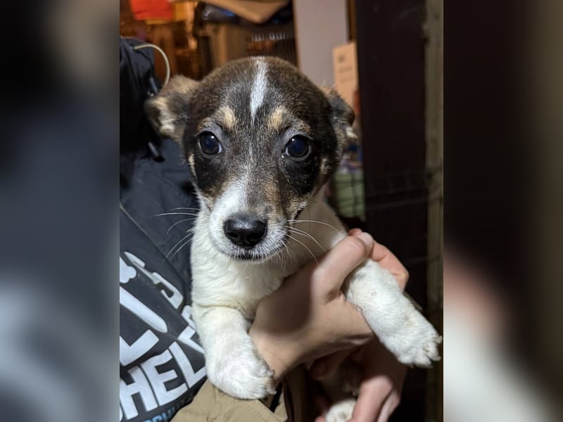 ADDI, sanfter kleiner Rüde, 3 Monate, 26 cm, Mischling, Tierschutz Rumänien