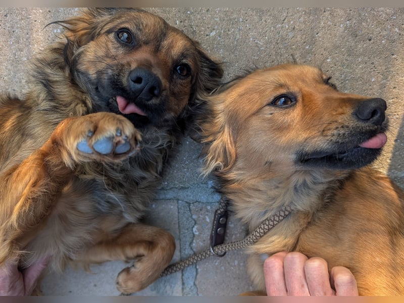Zauberhafter Joka wartet in Portugal auf unserem Tierschutzhof!