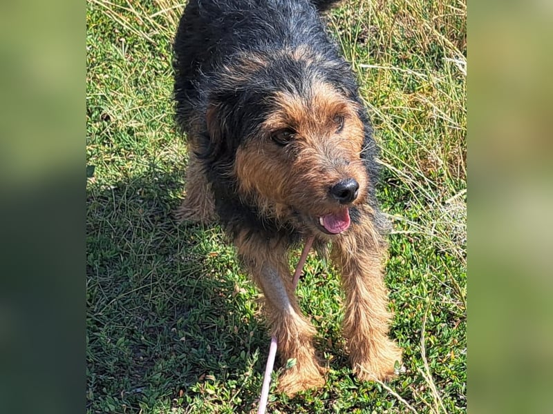 Bubu - kleiner Terrier-Mix mit großem Herzen sucht sein Zuhause