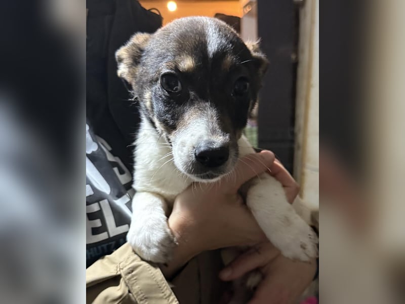 ADDI, sanfter kleiner Rüde, 3 Monate, 26 cm, Mischling, Tierschutz Rumänien