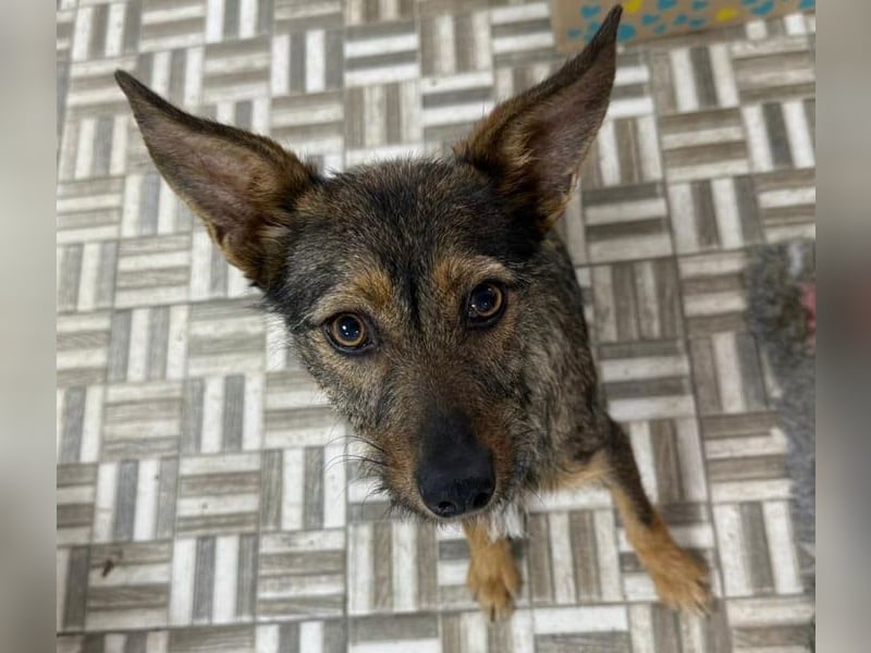 ⭐️ Alexa⭐️, liebevolles Hundekind, 10 Monate, 36 cm, Mischling, Tierschutz