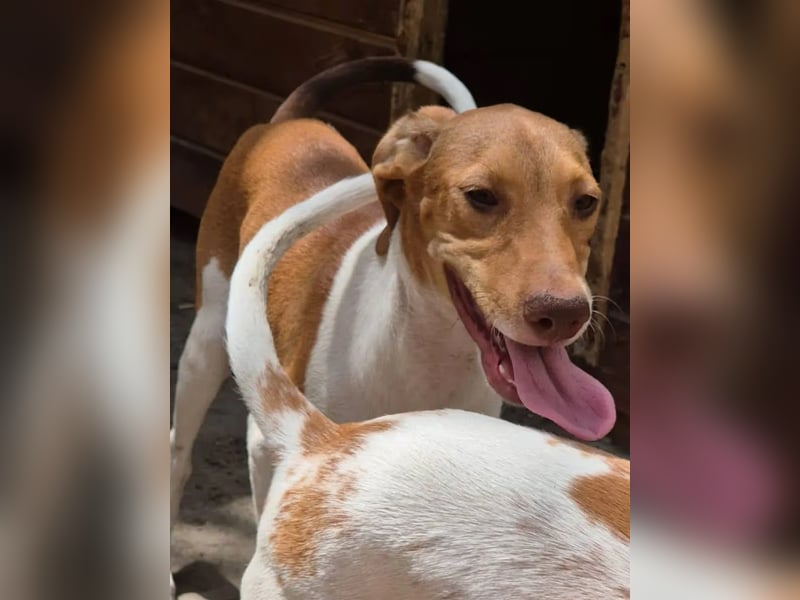 ⭐️KATRA⭐️, Hündin, 1 Jahr, 40 cm, Mischling, Tierschutz