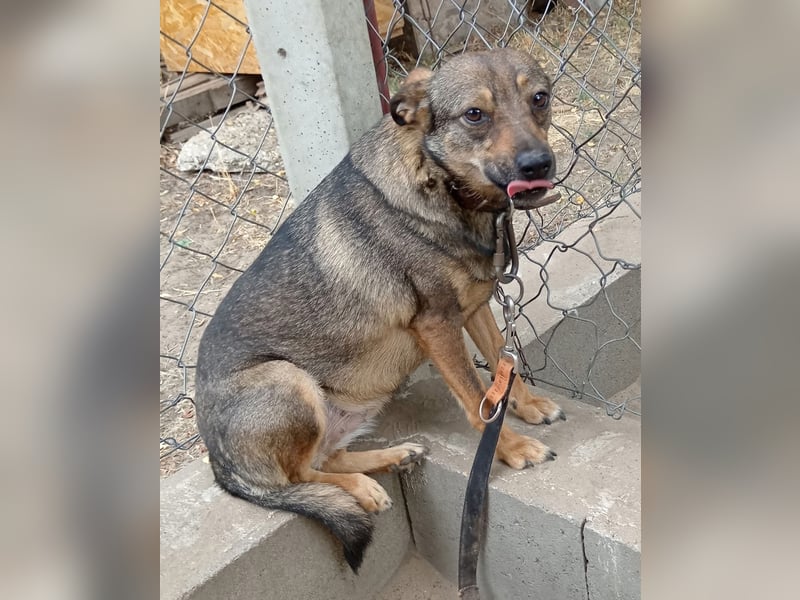 Poppy - Verdient endlich ein liebendes Zuhause!