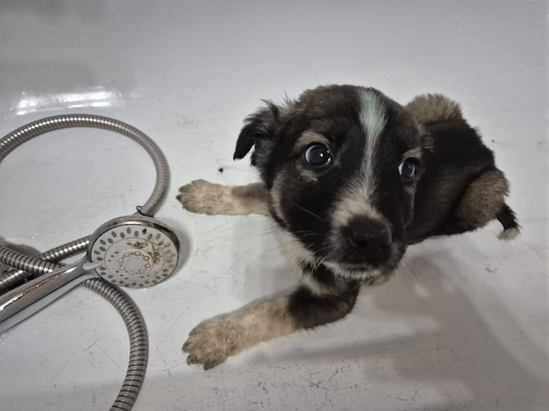 Welpenrüde 273745 sucht sein Körbchen