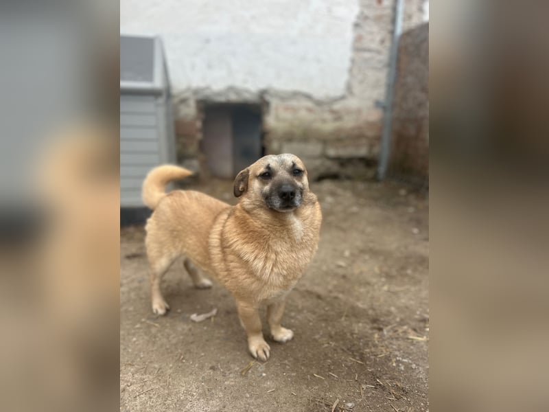 TONI, verschmustes Notfellchen, 3 Jahre, 29 cm, Mischling, Tierschutz Rumänien