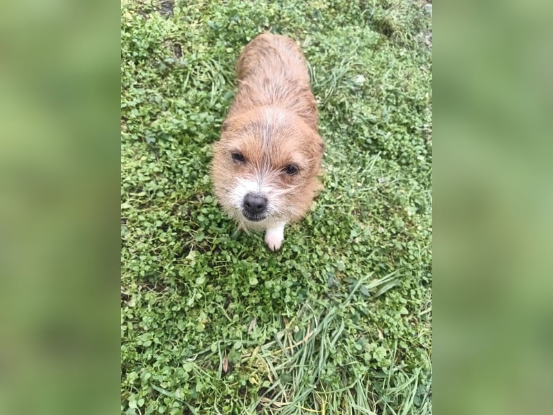 Kaya Tierschutzhund sucht ein Zuhause