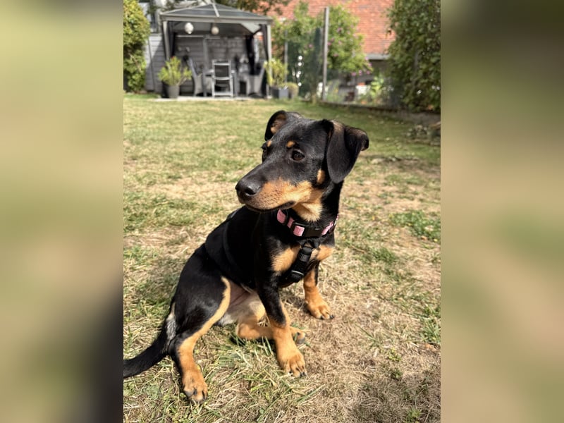 Cola -  kleine Schmusemaus sucht ihr Für-immer-Zuhause ❤️