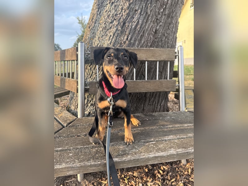 Cola -  kleine Schmusemaus sucht ihr Für-immer-Zuhause ❤️