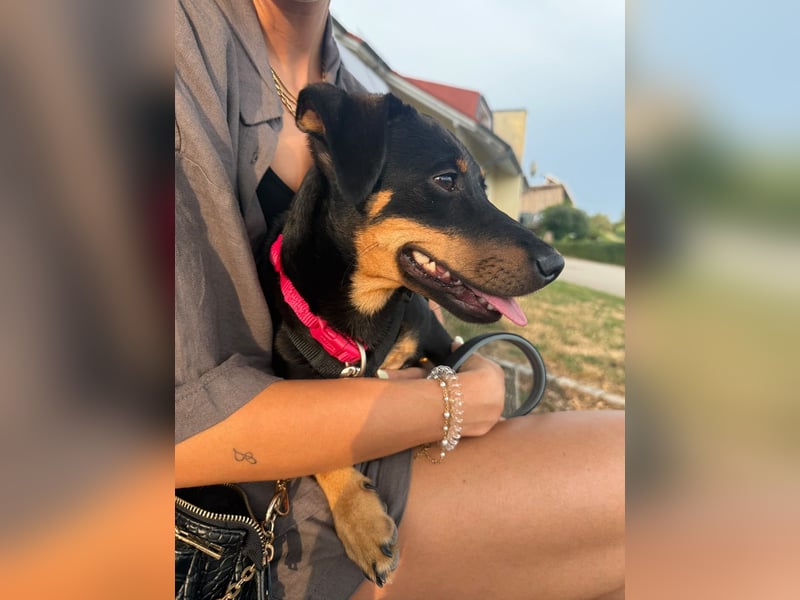 Cola -  kleine Schmusemaus sucht ihr Für-immer-Zuhause ❤️