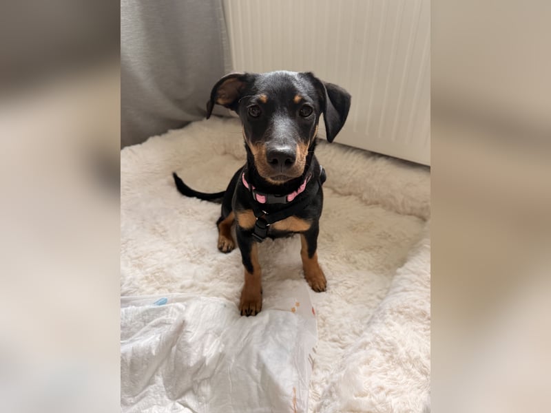 Cola -  kleine Schmusemaus sucht ihr Für-immer-Zuhause ❤️