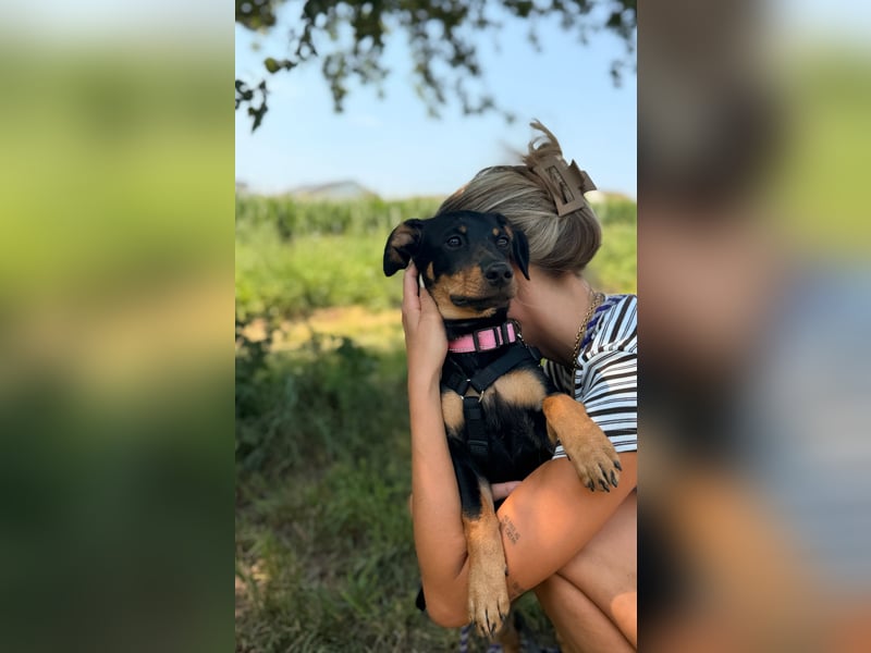 Cola -  kleine Schmusemaus sucht ihr Für-immer-Zuhause ❤️