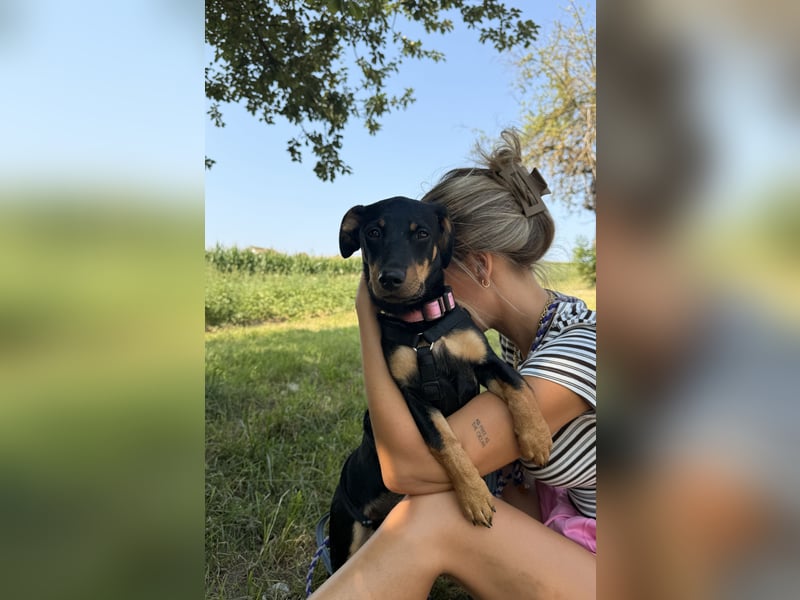 Cola -  kleine Schmusemaus sucht ihr Für-immer-Zuhause ❤️